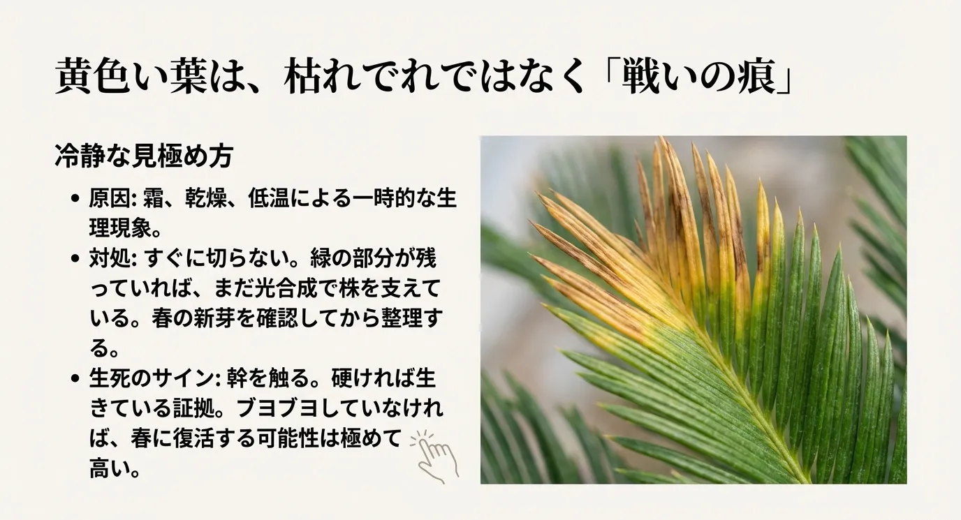 一部が黄色くなったソテツの葉のクローズアップ写真。黄色い葉は生理現象でありすぐに切らないこと、幹が硬ければ生きている証拠であるという生死のサインについての解説。