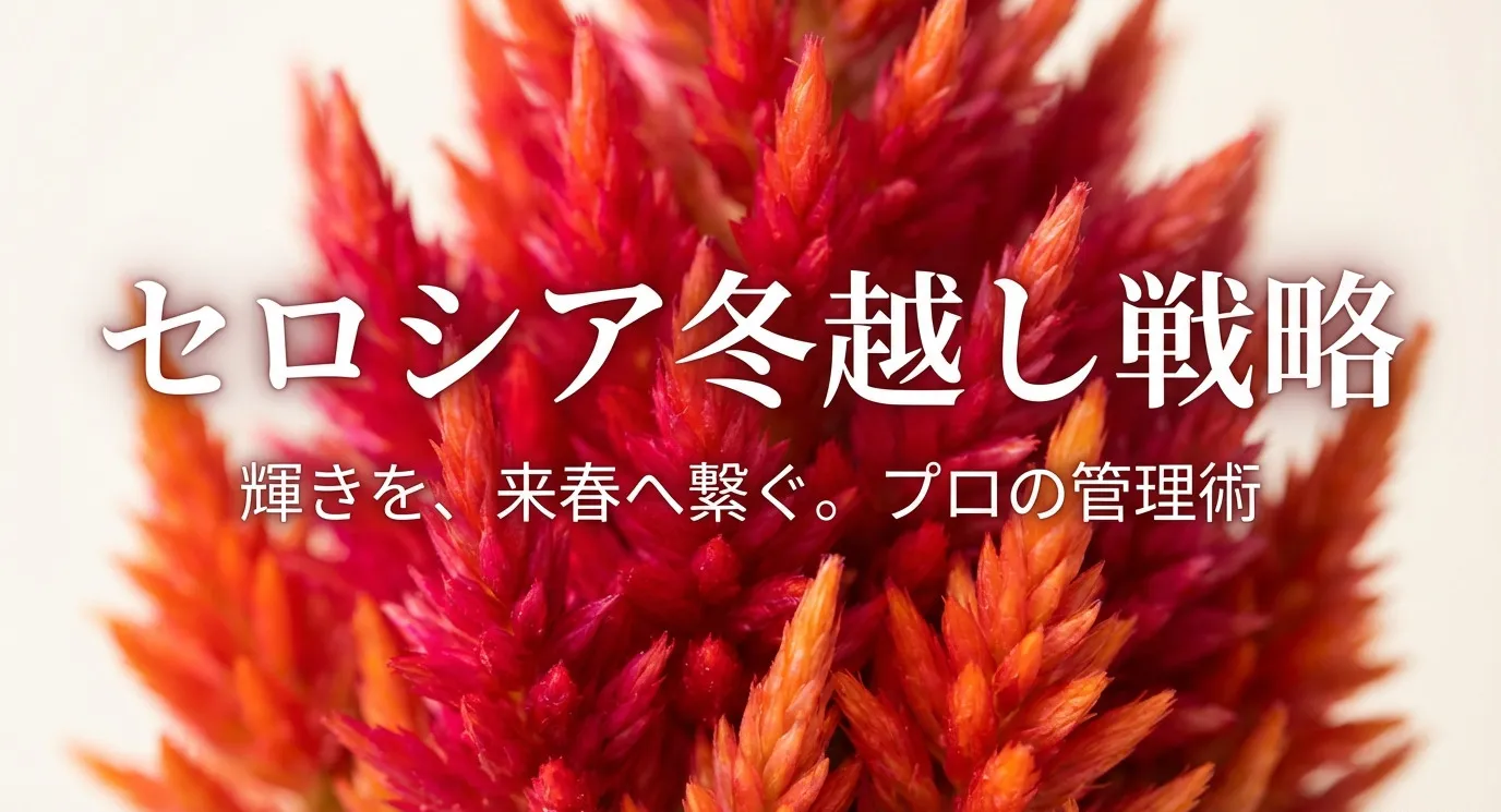 セロシアの冬越しを成功させ、来春へ輝きを繋ぐためのプロの管理術のタイトルスライド。