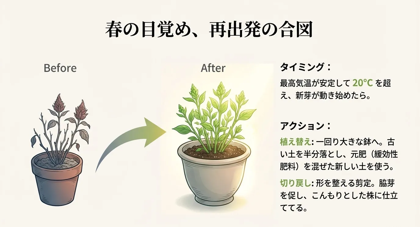 気温が20℃を超えた春に行う、一回り大きな鉢への植え替えと、形を整える切り戻し剪定のBefore/Afterを示すイラスト。