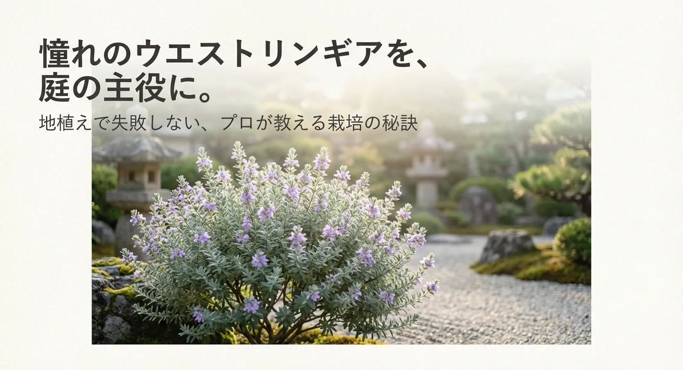 青空の下、美しく育つウエストリンギアの写真とともに、「憧れのウエストリンギアを、庭の主役に。地植えで失敗しない、プロが教える栽培の秘訣」というタイトルが書かれたスライド