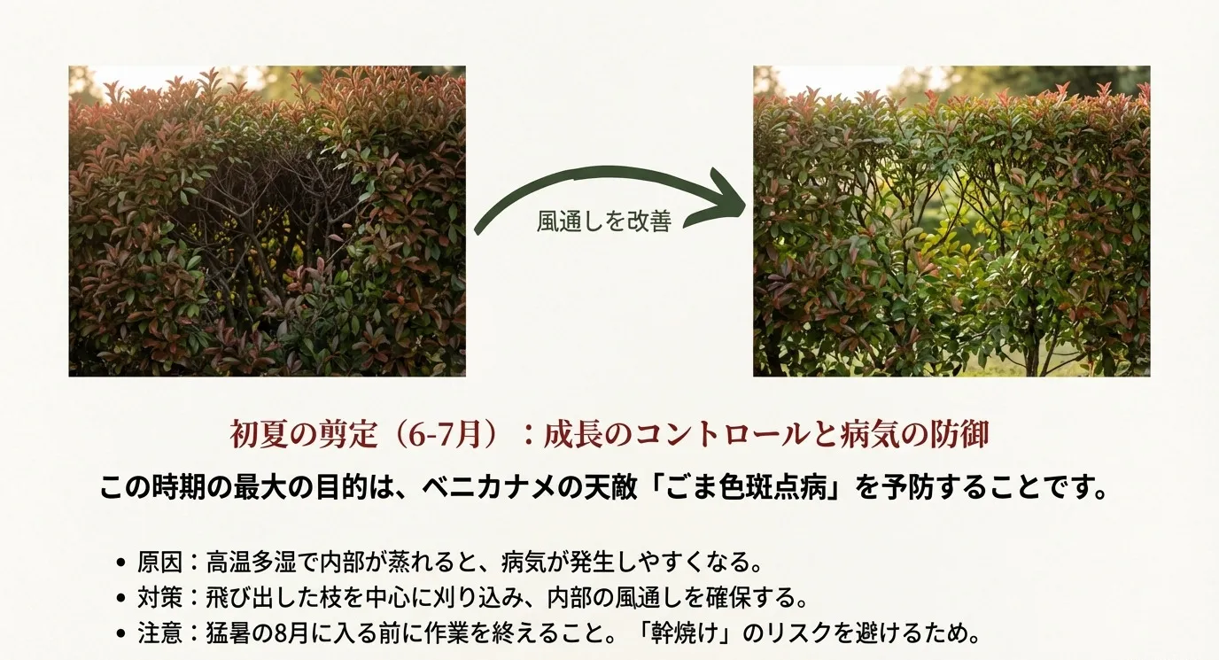 枝が込み合った状態と、剪定で風通しを改善した状態を比較した写真。6-7月の剪定が病気予防に重要であることを説明。