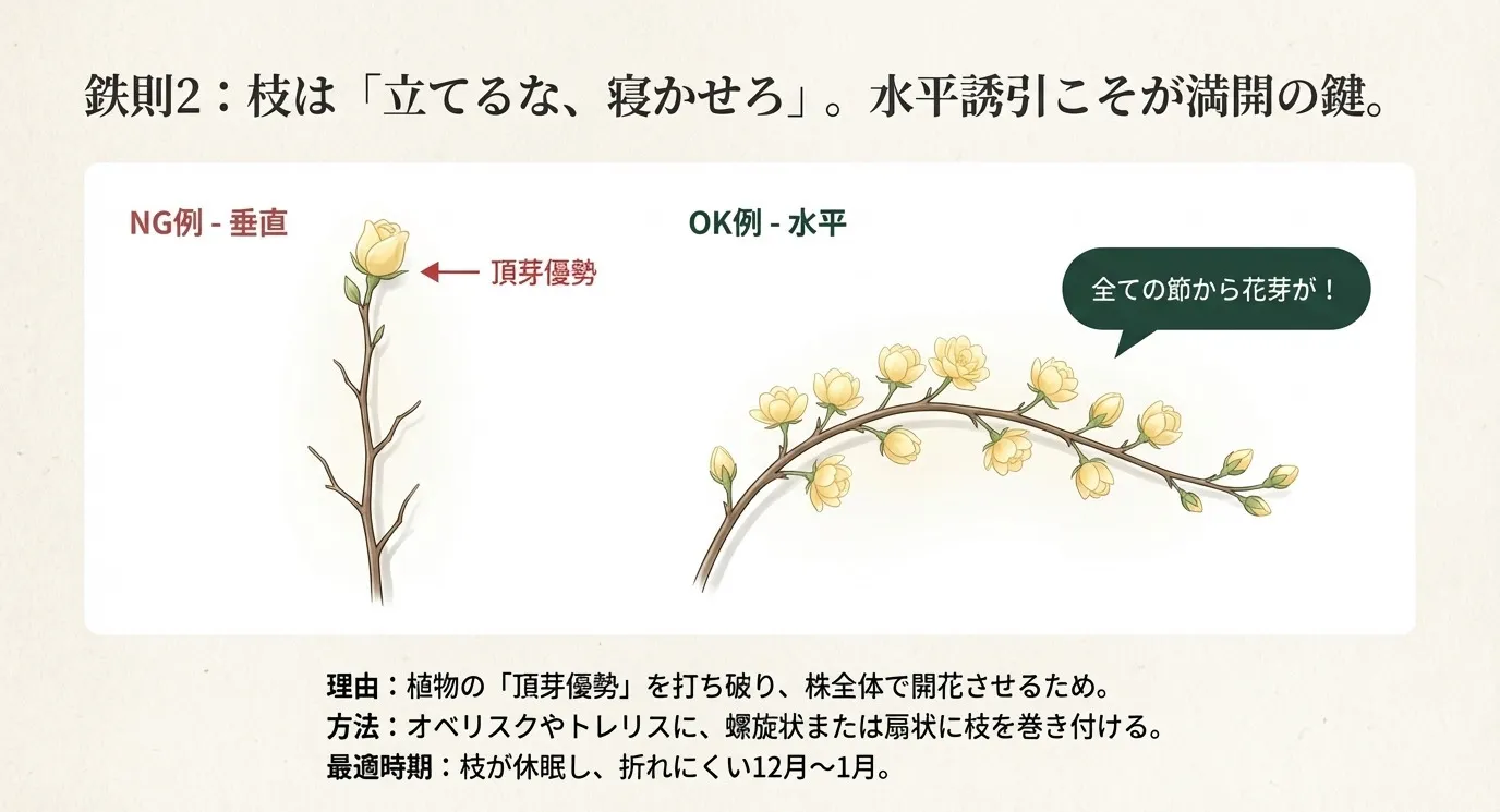 枝を垂直に立てると先端しか咲かないが、水平に寝かせることで全ての節から花芽が出る仕組みを解説したイラスト。