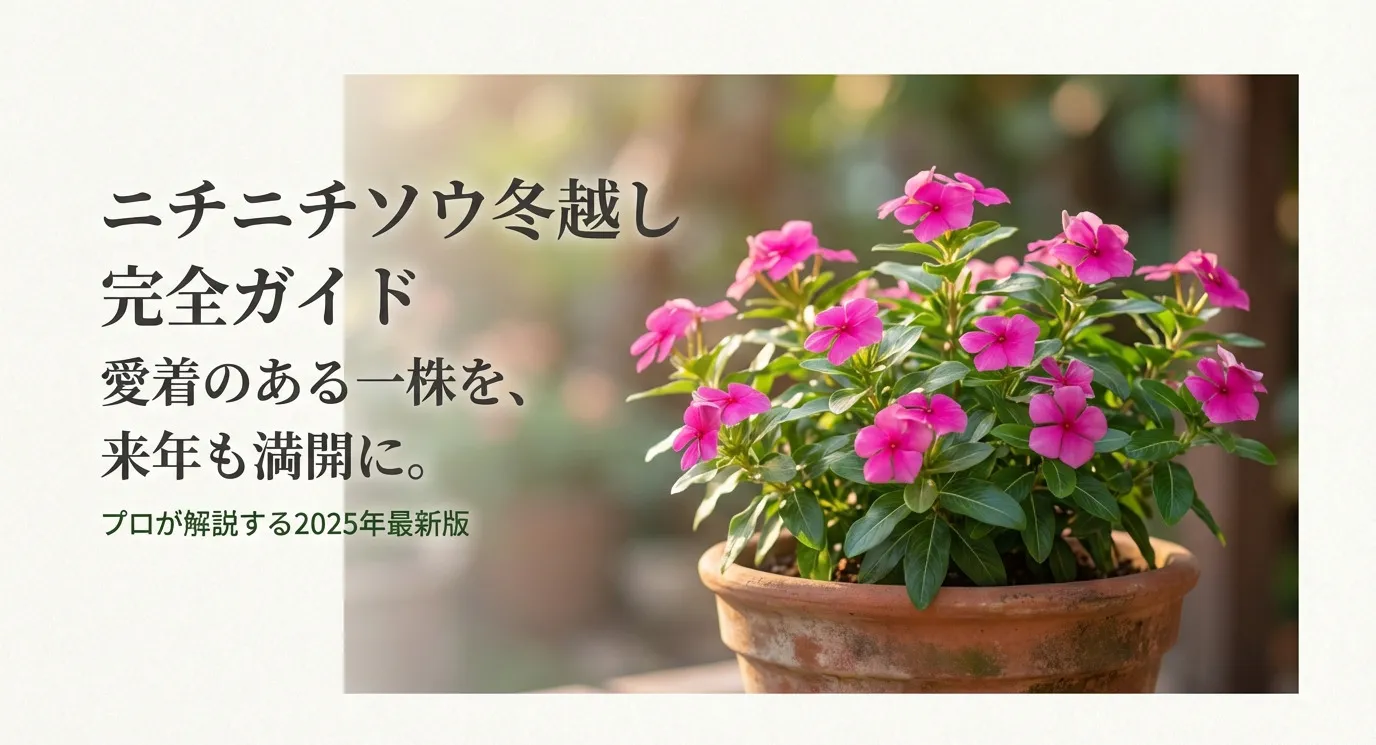 ニチニチソウの冬越し完全ガイドの表紙。プロが解説する2025年最新版の文字と、ニチニチソウのタイトルの背景
