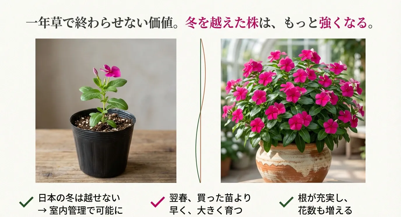 1年目の小さな苗と、冬を越して大株になったニチニチソウの比較画像。冬を越した株は根が充実し、翌春に早く大きく育ち、花数も増えることを説明している。