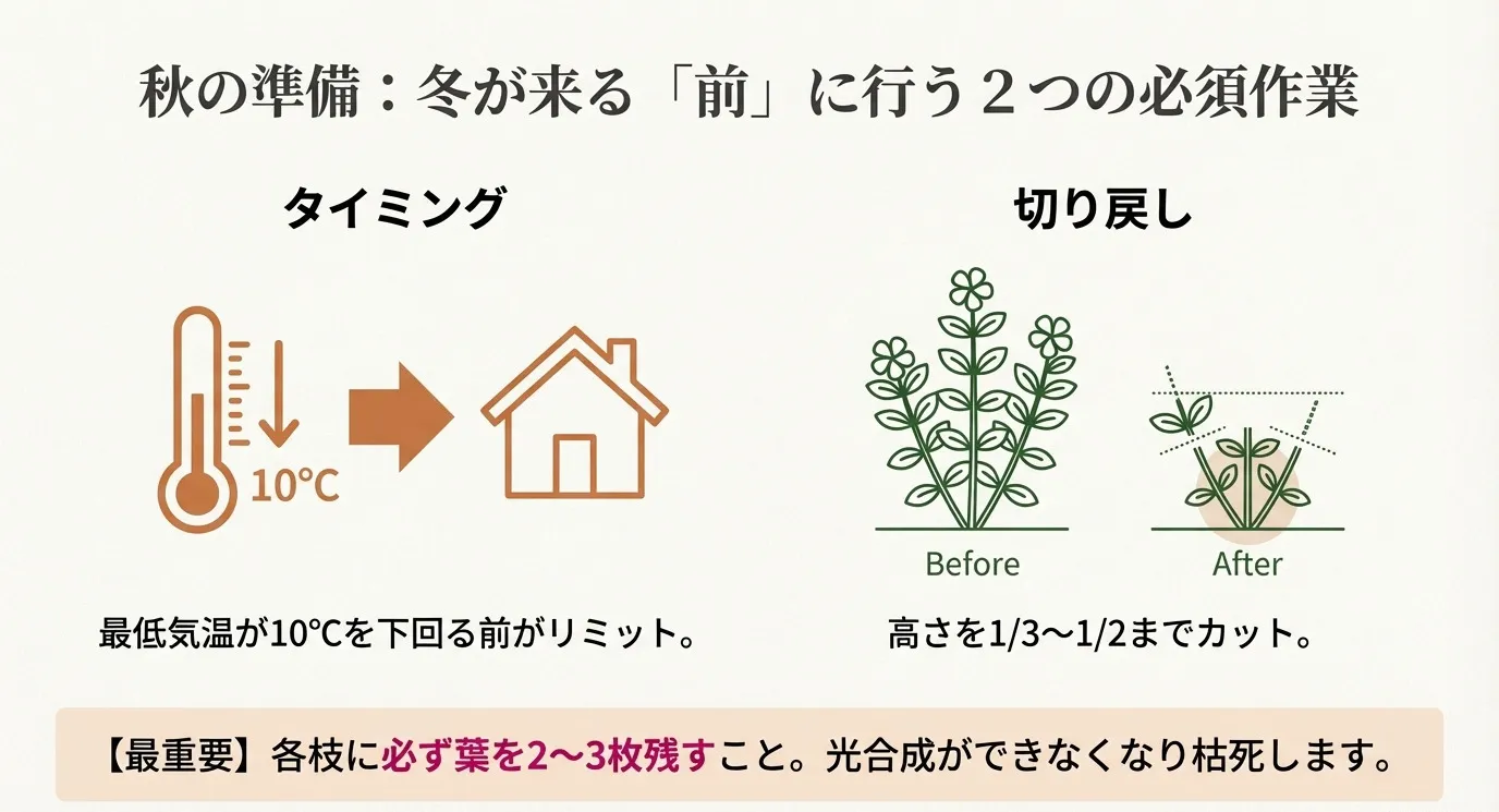 秋の準備に関するイラスト。最低気温10度未満で室内へ取り込むこと、高さを1/3から1/2にカットする切り戻し、そして光合成のために葉を2〜3枚残す重要性を図解