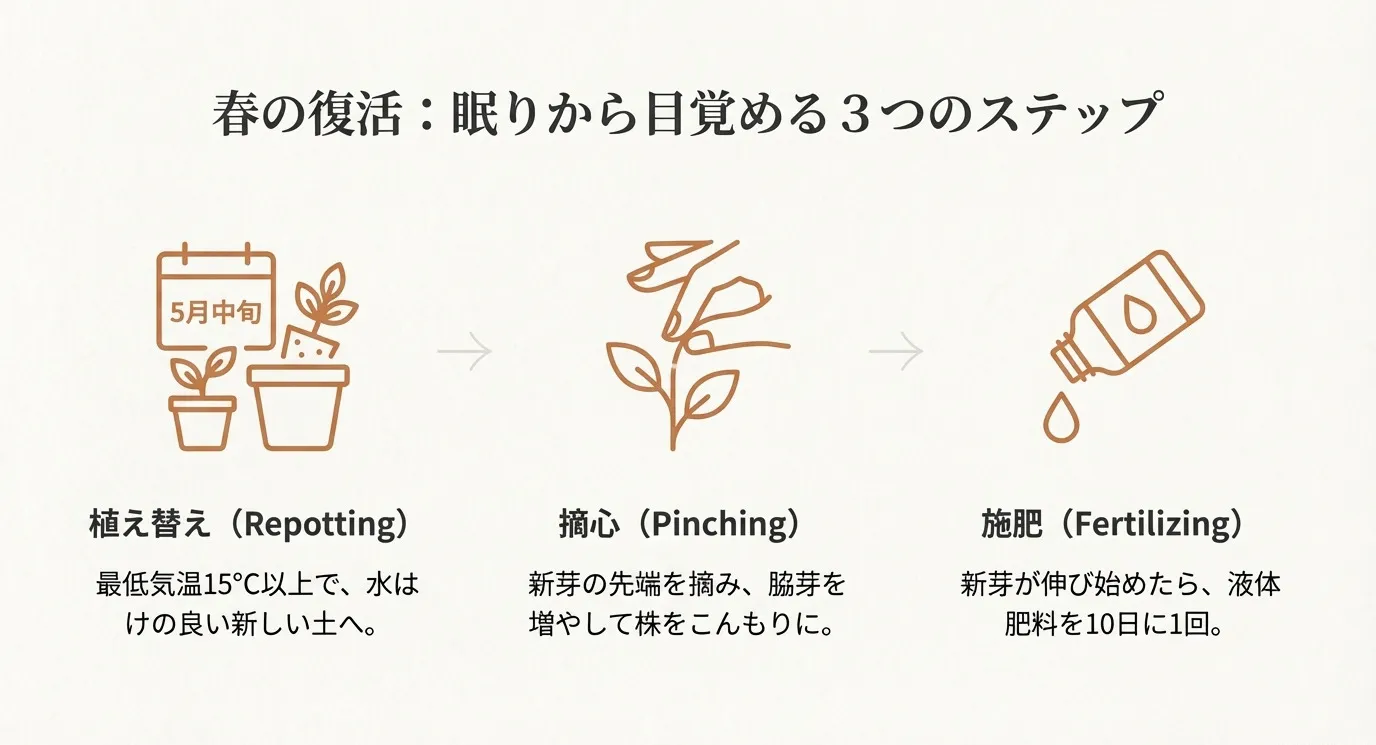 春の復活ステップ。5月中旬の植え替え、新芽の先端を摘む「摘心（ピンチ）」、新芽が伸び始めてからの10日に1回の施肥（液体肥料）の手順を図解。