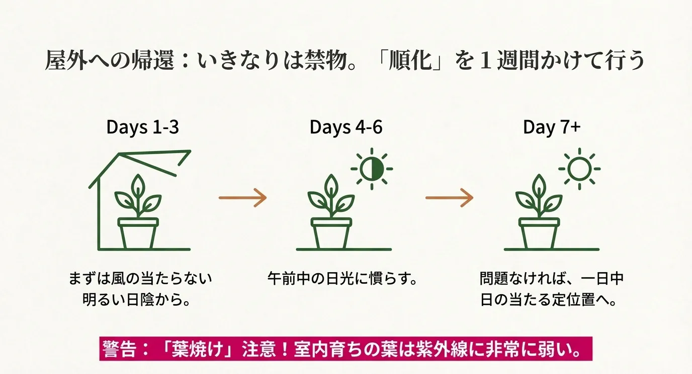 室内から屋外へ戻す際の「順化」のプロセス。1〜3日目は明るい日陰から始め、徐々に日光に慣らしていく1週間のスケジュールと、葉焼けへの注意を促す図解