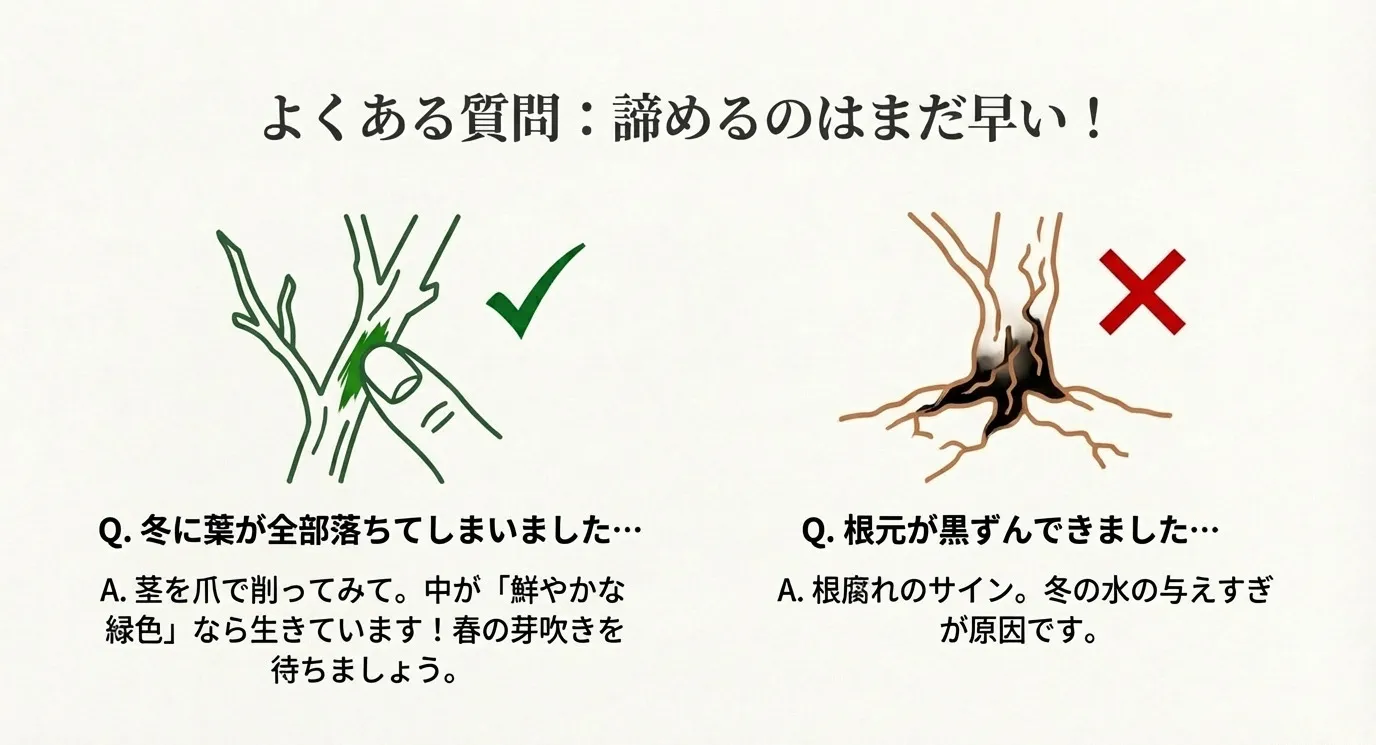 よくある質問の図解。葉が落ちても茎を爪で削って中が緑色なら生きていること、根元