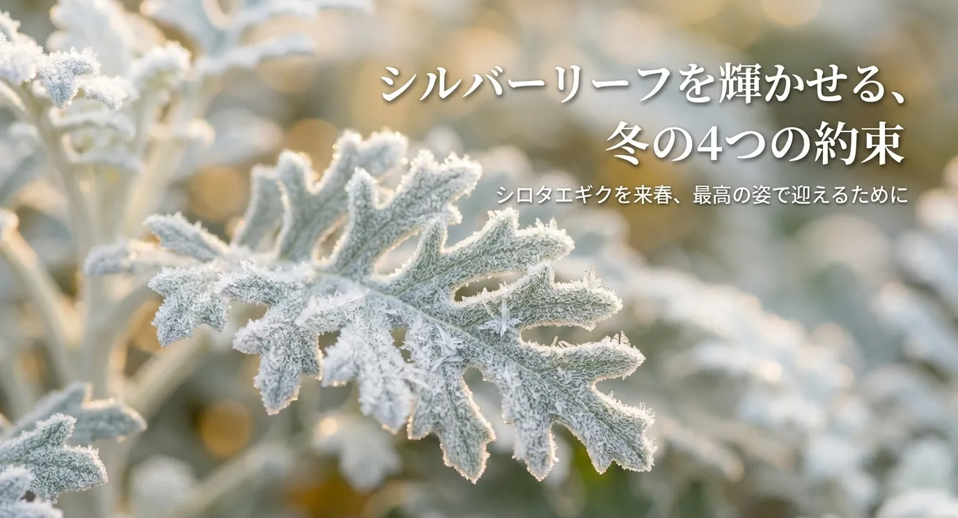シロタエギクの冬越しのための4つの約束というタイトルと、美しいシルバーリーフの写真