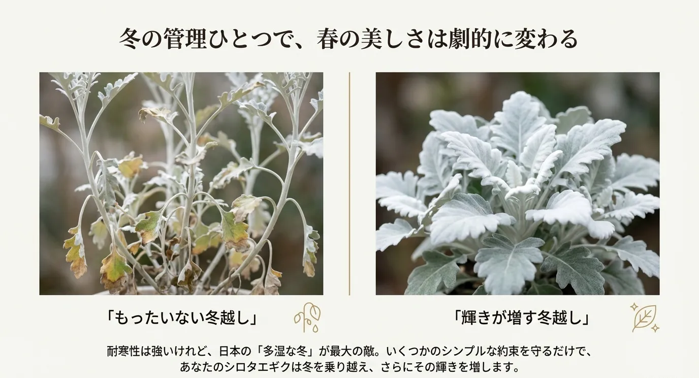 管理不足で下葉が枯れたシロタエギクと、適切に管理され美しく輝くシロタエギクの比較写真