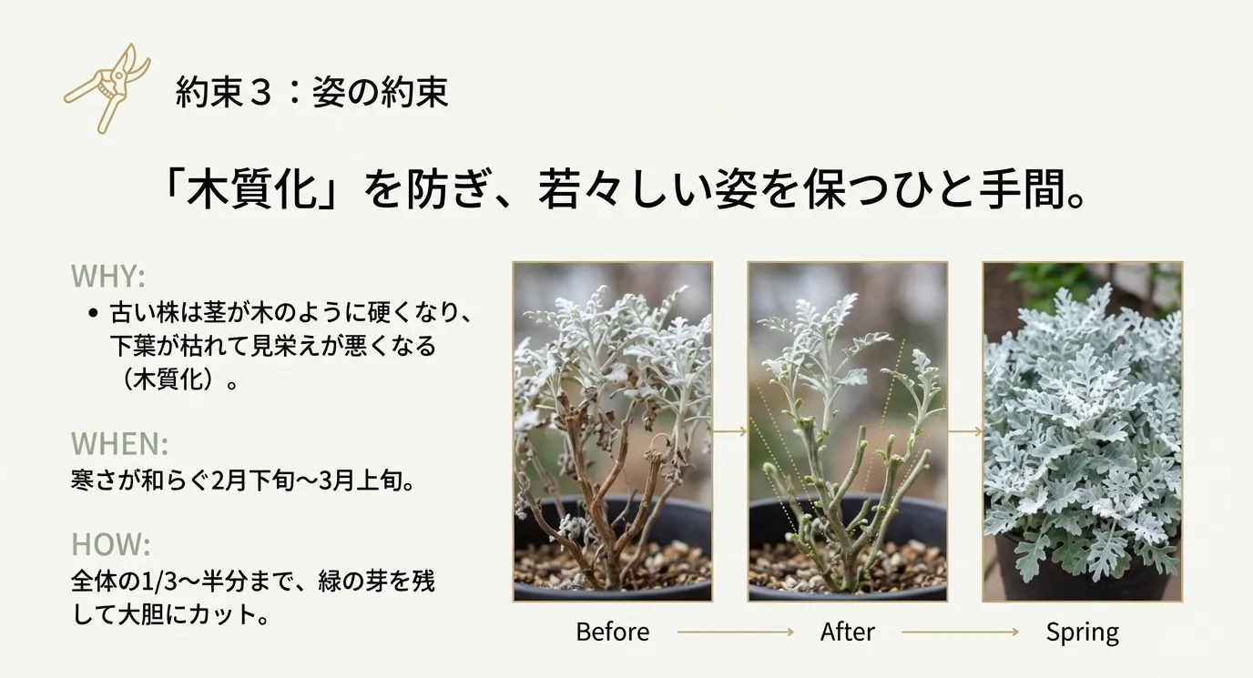木質化したシロタエギクを2月下旬に切り戻す様子。剪定前、剪定後、そして春の芽吹きの3段階の写真