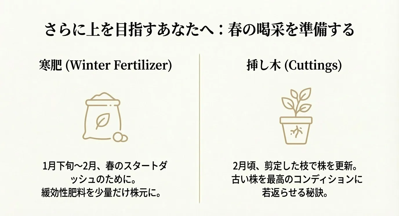 1月下旬から2月の寒肥の与え方と、2月頃の剪定枝を利用した挿し木による株の更新についての解説。