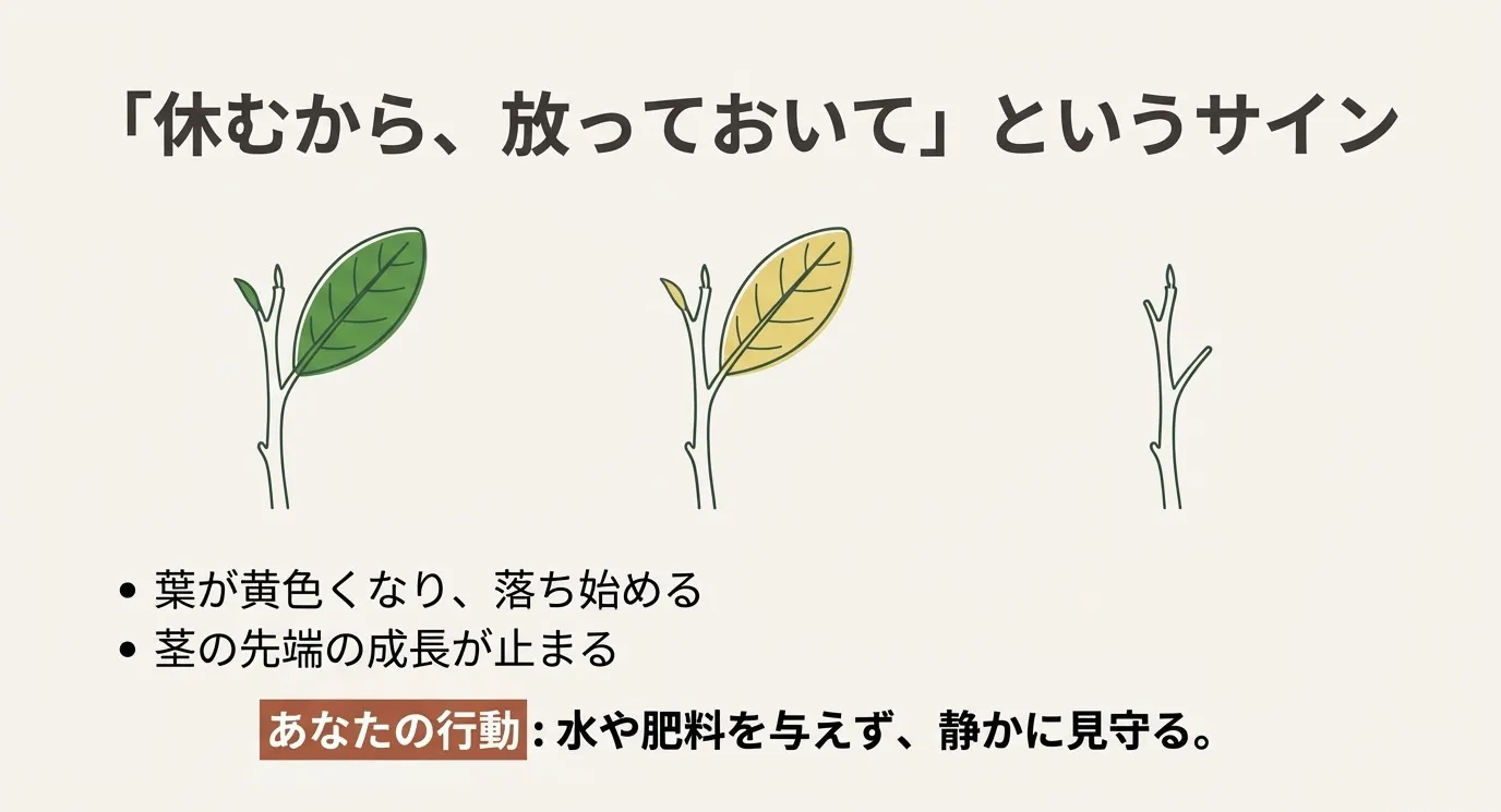 葉が黄色くなって落ちる様子と、茎の先端の成長が止まる様子のイラスト。水や肥料を与えず見守るべきサイン