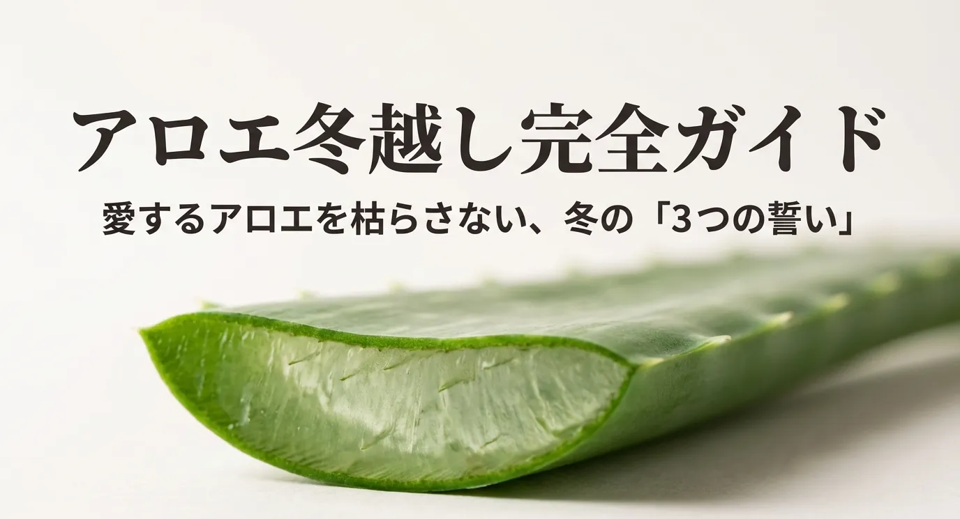 「アロエ冬越し完全ガイド：愛するアロエを枯らさない、冬の3つの誓い」というタイトルと、明るい窓際に置かれた健康なアロエの画像