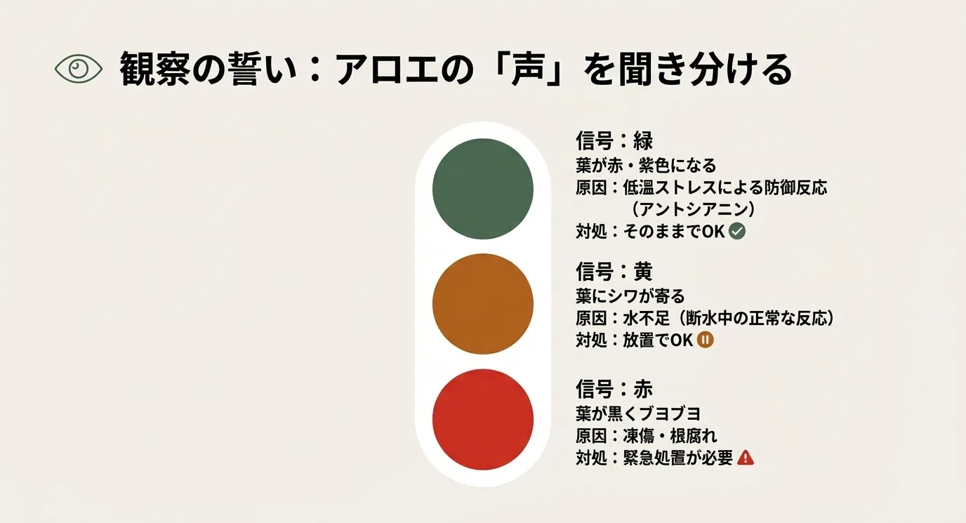 葉の状態を信号に見立てた表。緑（赤・紫変色は正常）、黄（シワは正常）、赤（黒くブヨブヨは要処置）という見分け方と対処法のまとめ