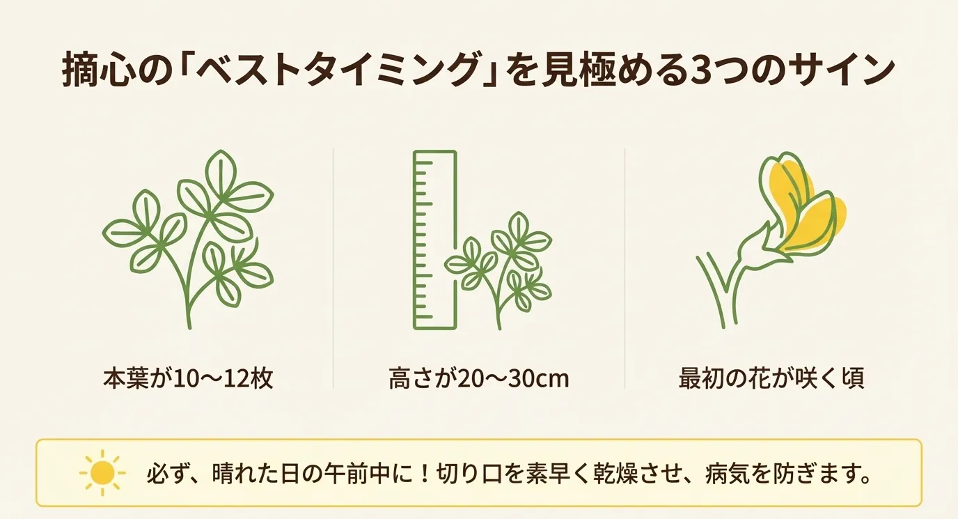本葉10〜12枚、高さ20〜30cm、最初の花が咲く頃という3つのタイミングと、晴れた日の午前中に行うべきことを示すアイコンとイラスト。