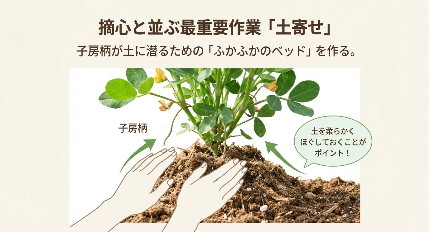 子房柄が土に潜りやすいように、株元に柔らかい土を寄せて「ふかふかのベッド」を作る様子を描いたイラスト。