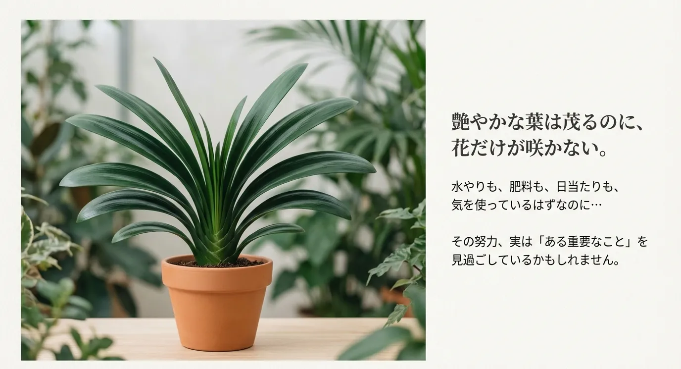 艶やかな緑の葉が立派に茂っているが、中央に花が咲いていない鉢植えの君子蘭