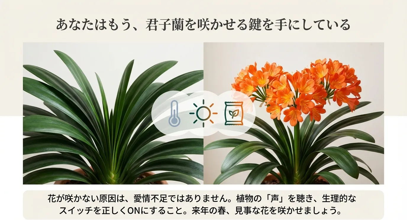 葉だけの株と、見事にオレンジの花が咲いた株の比較写真。中央には寒さ、光、肥料を象徴するアイコンが配置されている