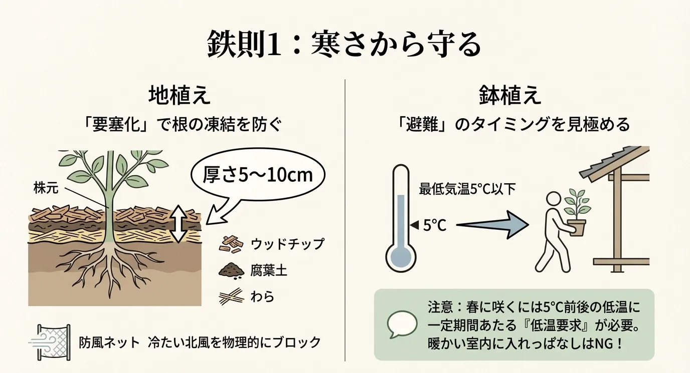 地植えの株元に5〜10cmの厚さでウッドチップやわらを敷く図解と、最低気温5度以下で鉢植えを室内に移動させるイラスト。春の開花には低温要求が必要という注意書き。