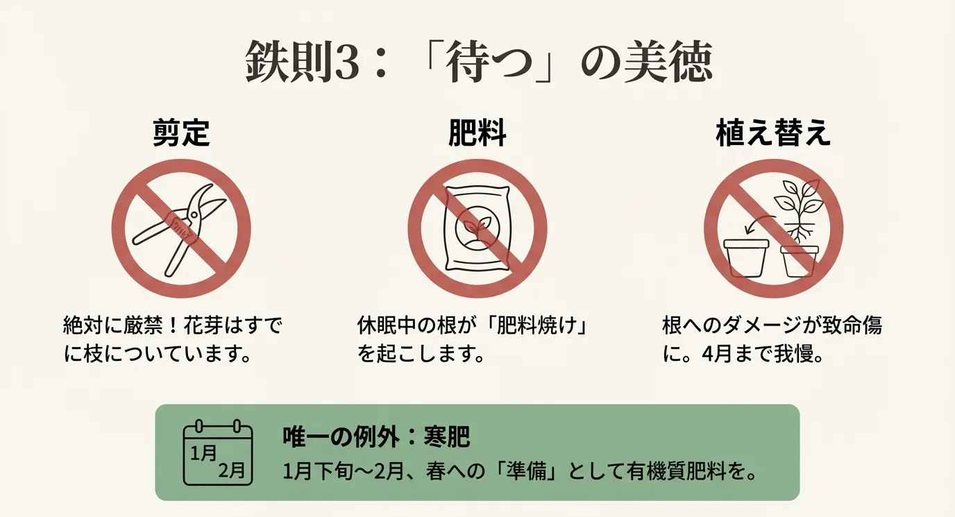 剪定（花芽を切ってしまう）、肥料（根が肥料焼けする）、植え替え（致命傷になる）にバツ印がついたイラスト。唯一の例外として1月下旬〜2月の「寒肥」を推奨。