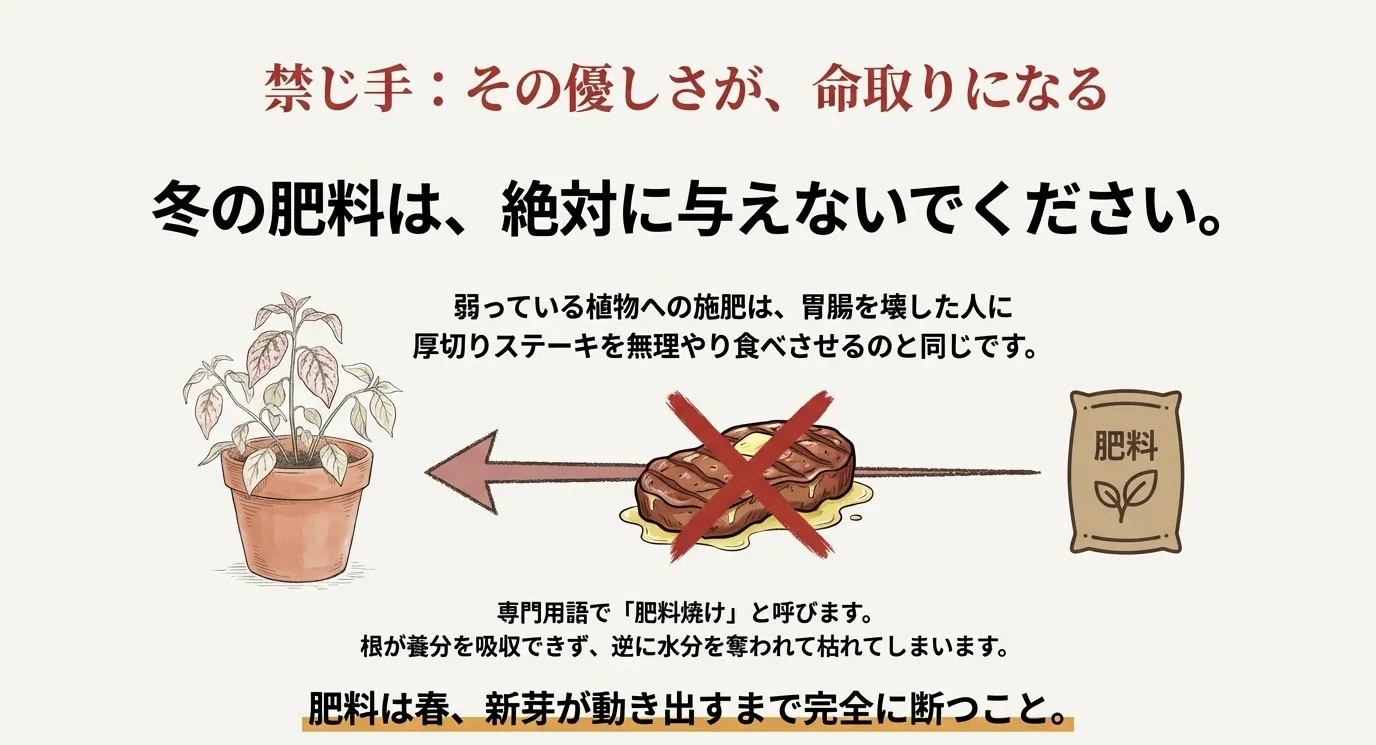 元気がなくなったヒポエステスに肥料を与えることが「肥料焼け」を招き、命取りになることを、胃腸を壊した人へのステーキに例えて説明したスライド。