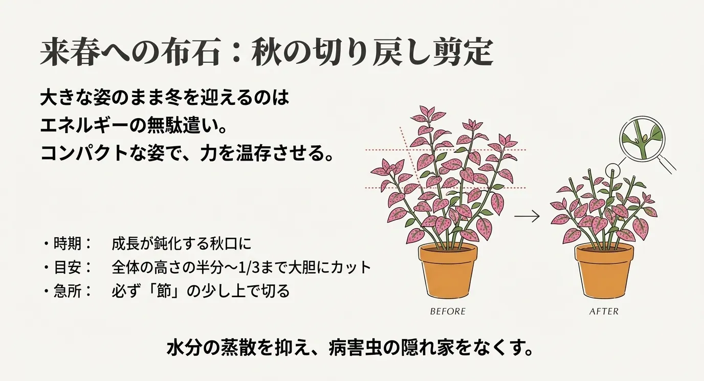 剪定前（BEFORE）と剪定後（AFTER）の比較図。全体の半分から1/3までカットし、必ず節の少し上で切るポイントを示したスライド。