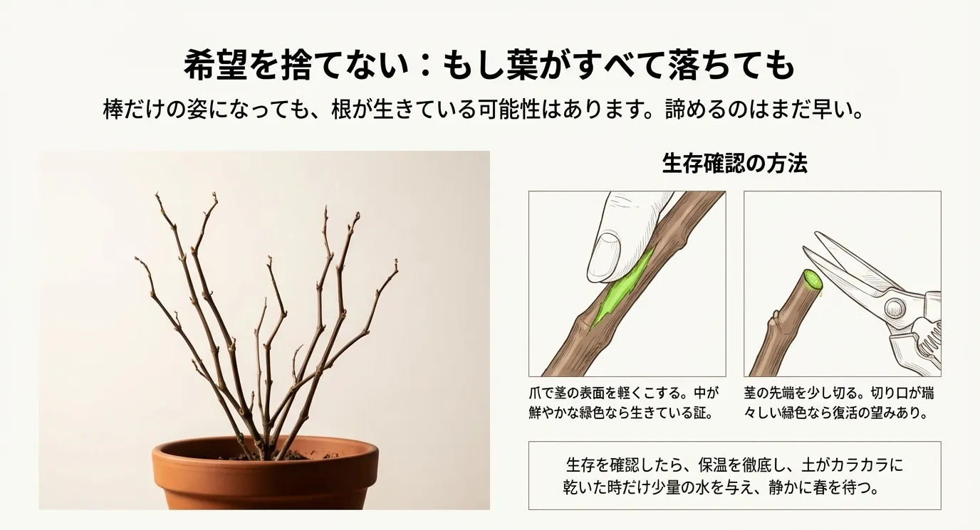 葉が落ちて棒だけになった株の写真と、爪で茎をこすって中が緑色か確認するイラスト。諦めずに春を待つ心得が書かれたスライド。