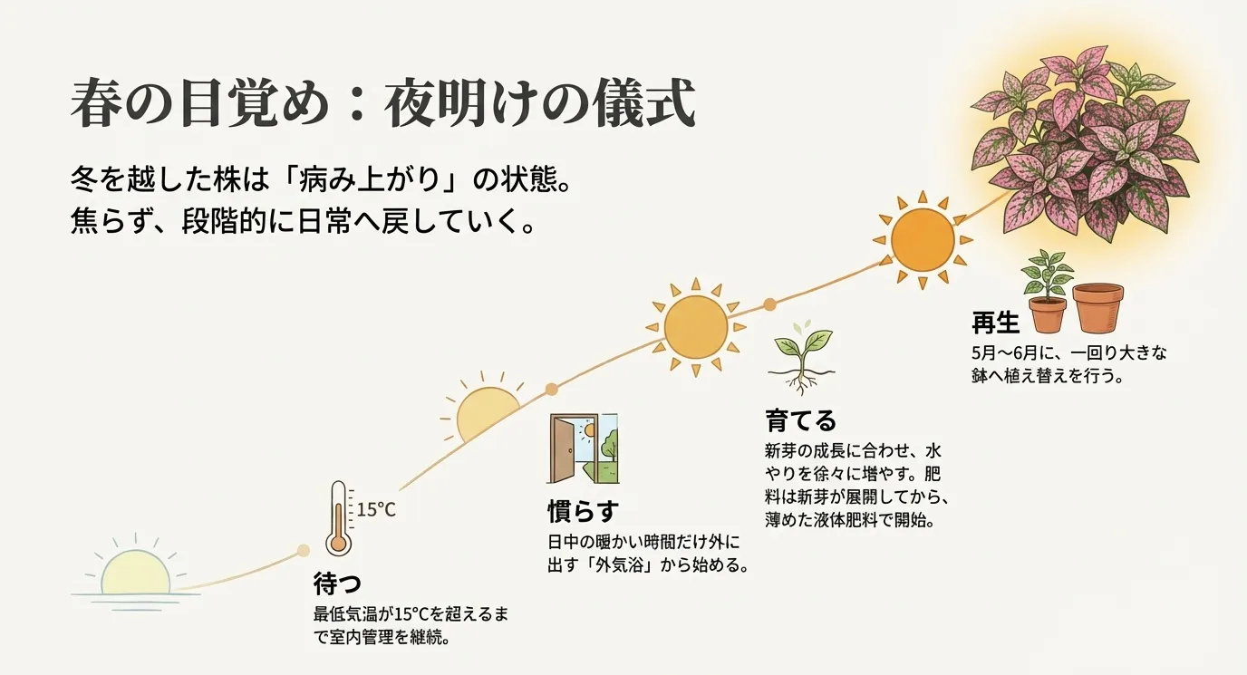 待つ（15℃以上）、慣らす（外気浴）、育てる（水やりと肥料）、再生（植え替え）という、冬越し後の4つのステップを説明したスライド。