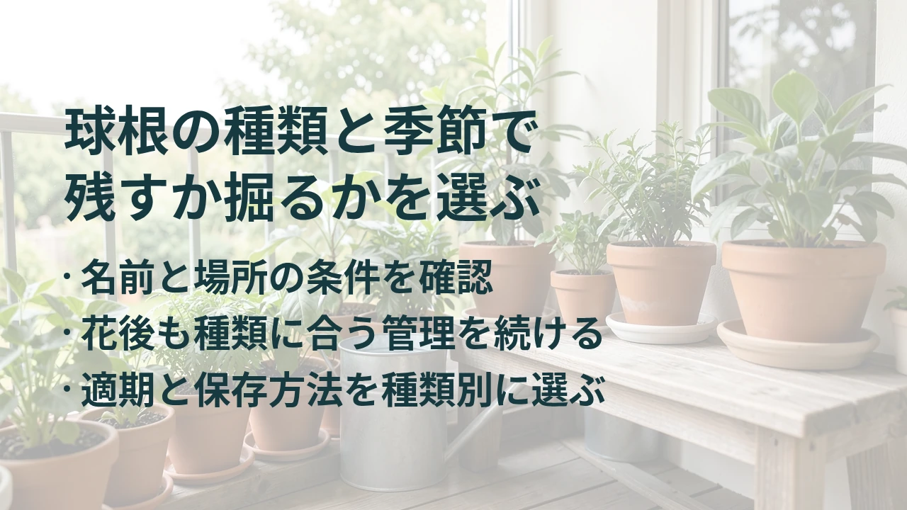 球根の種類と季節で 残すか掘るかを選ぶ