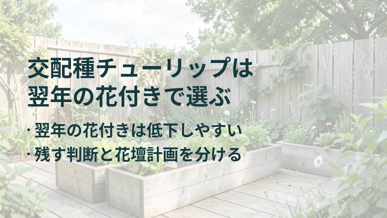 交配種チューリップは 翌年の花付きで選ぶ