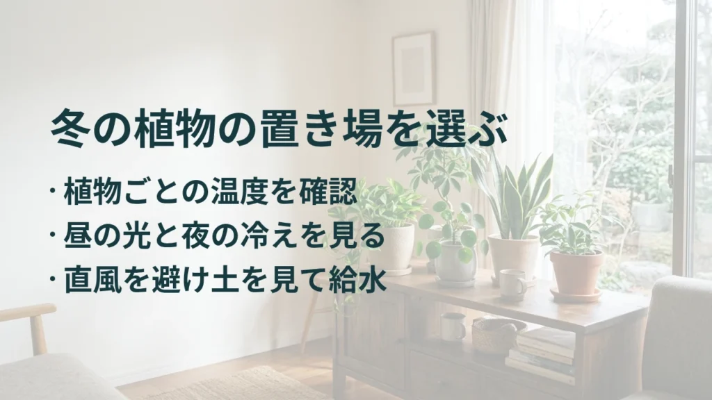 冬の植物の置き場を選ぶ