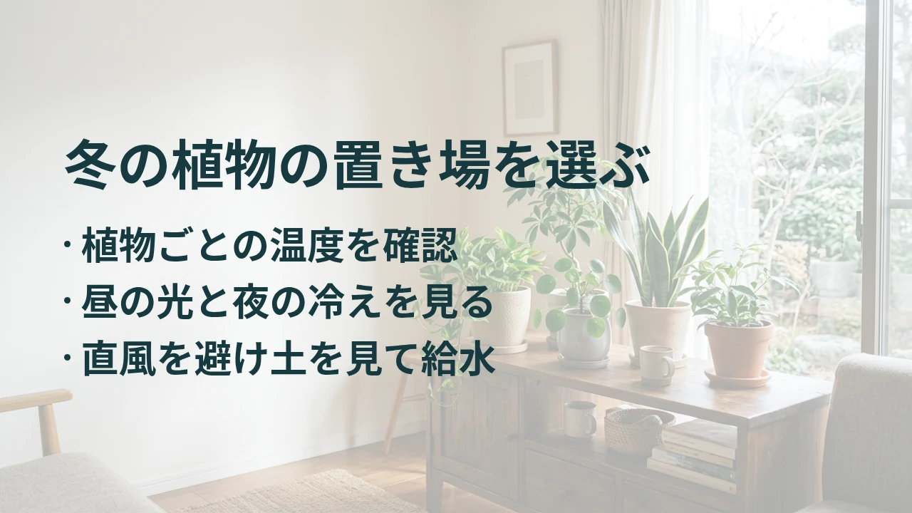 冬の植物の置き場を選ぶ