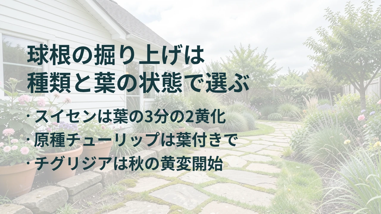 球根の掘り上げは 種類と葉の状態で選ぶ