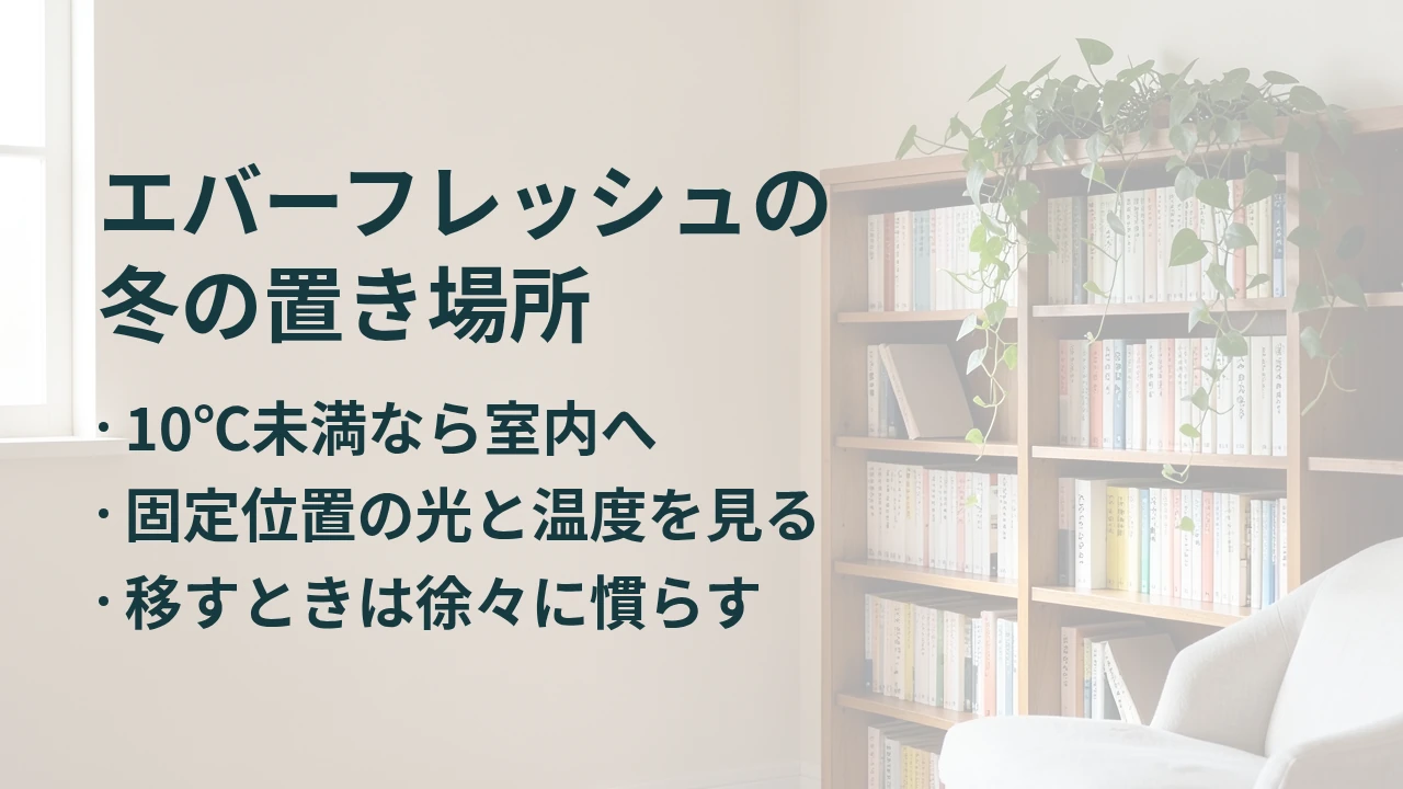エバーフレッシュの 冬の置き場所