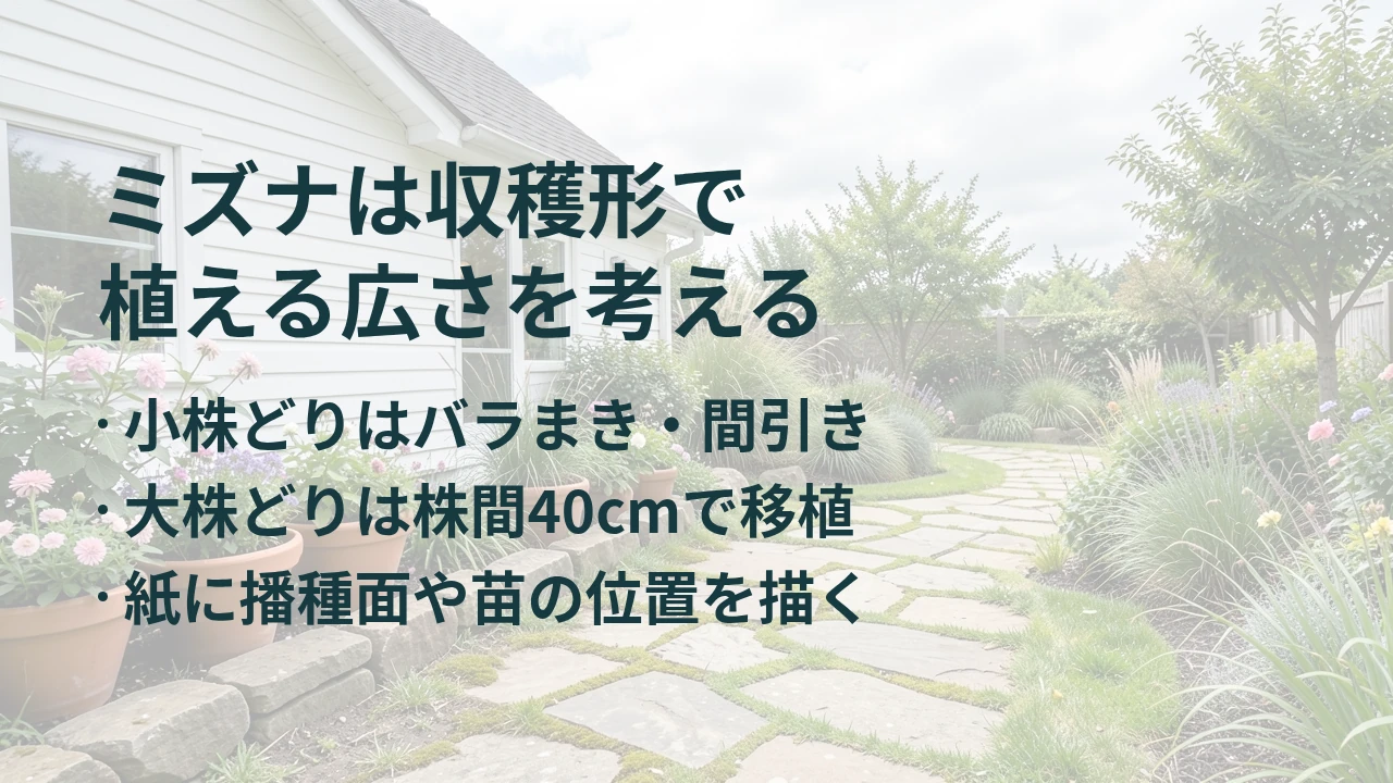 ミズナは収穫形で 植える広さを考える