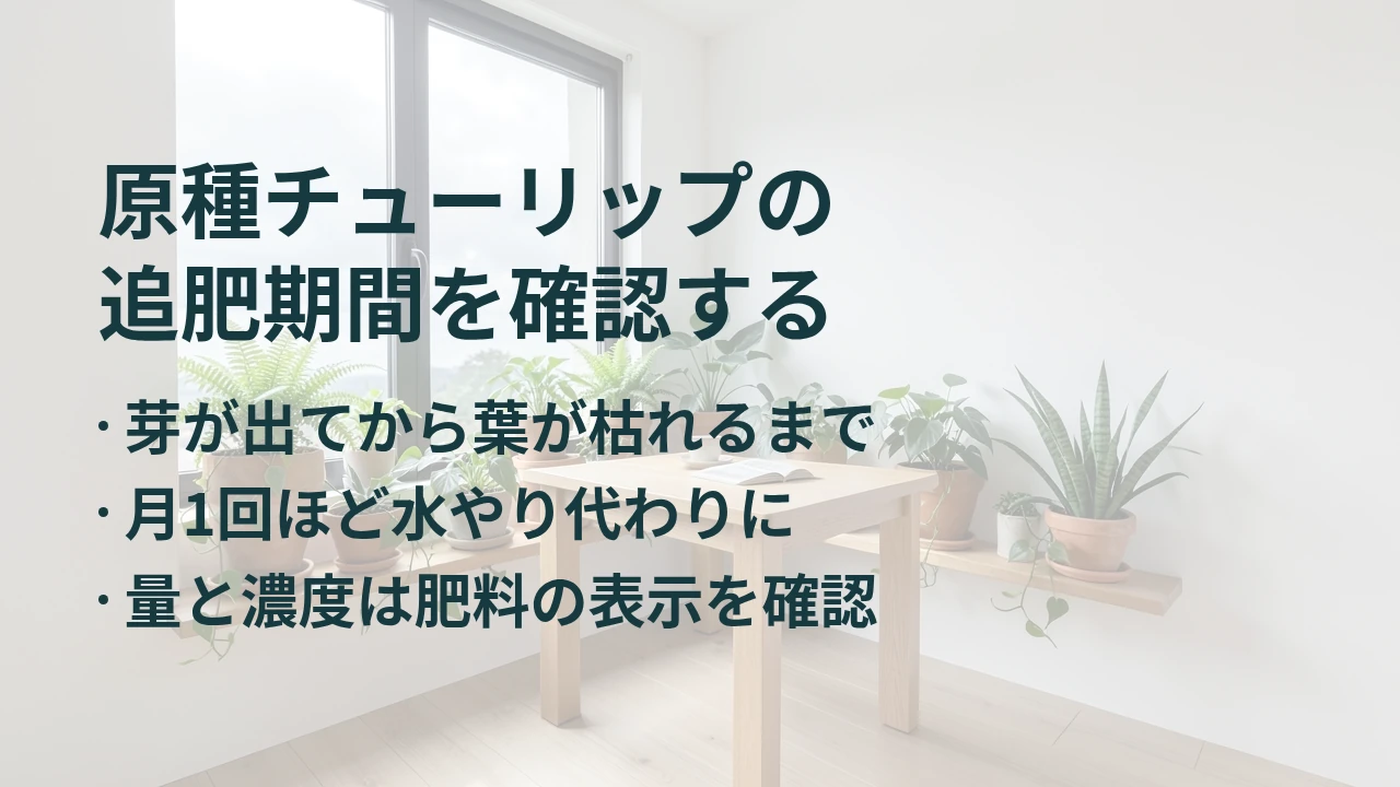 原種チューリップの 追肥期間を確認する