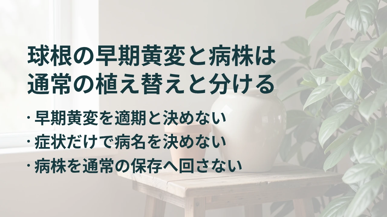球根の早期黄変と病株は 通常の植え替えと分ける
