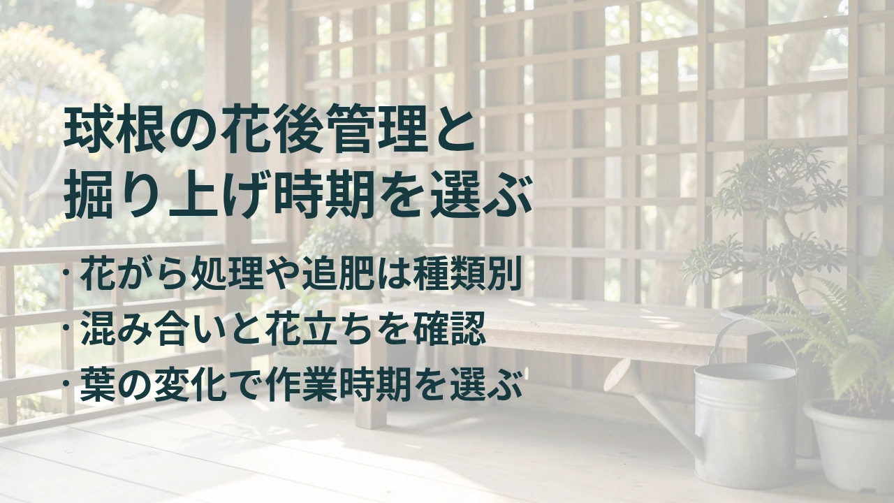 球根の花後管理と 掘り上げ時期を選ぶ