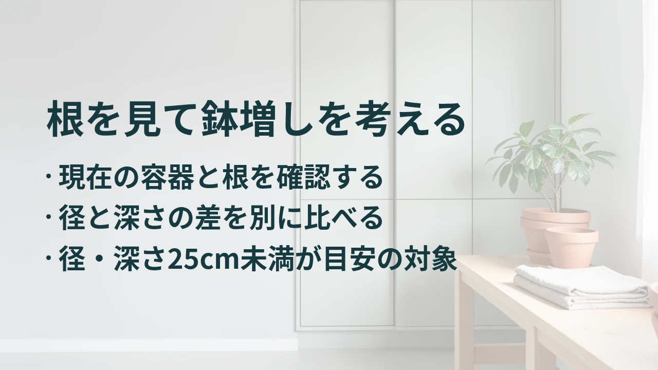 根を見て鉢増しを考える