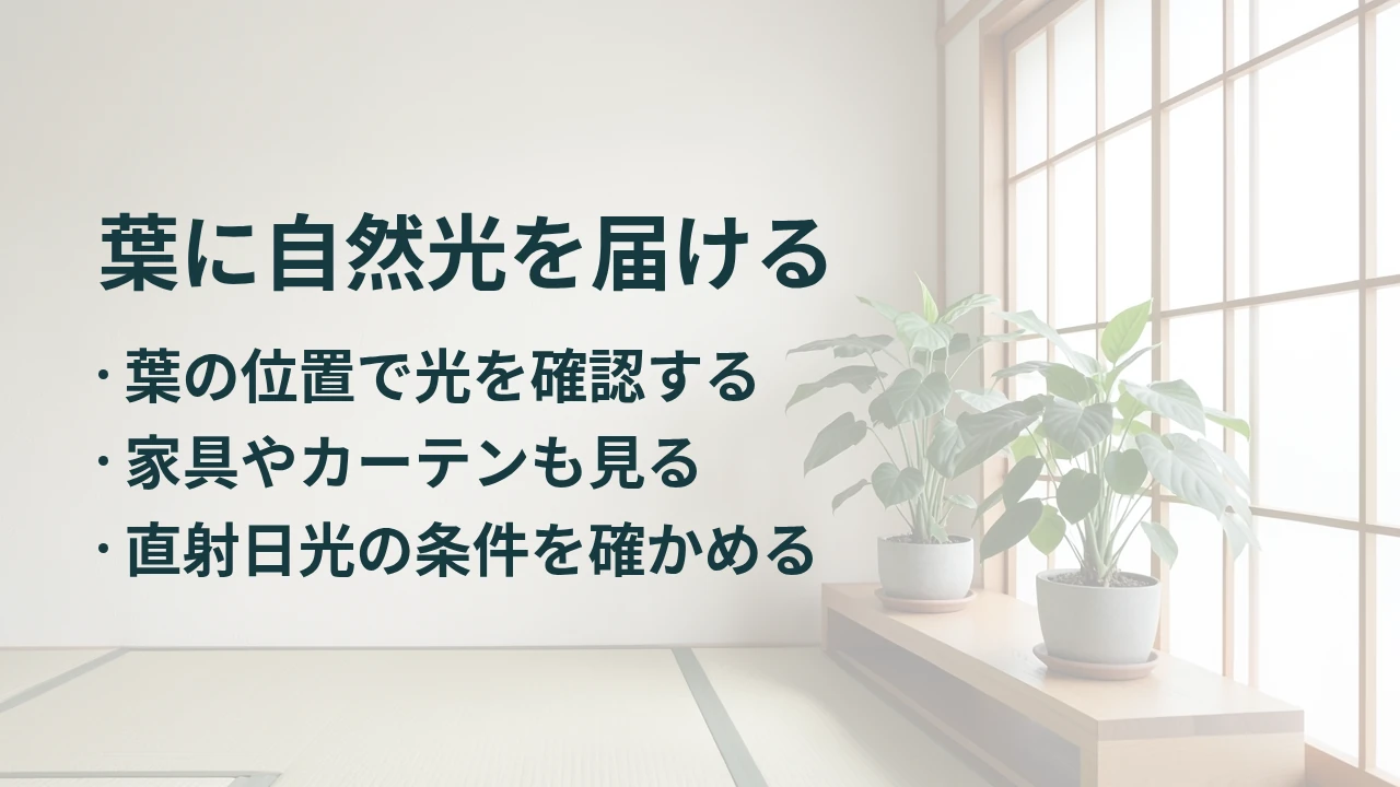 葉に自然光を届ける