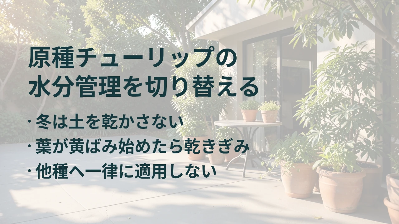 原種チューリップの 水分管理を切り替える