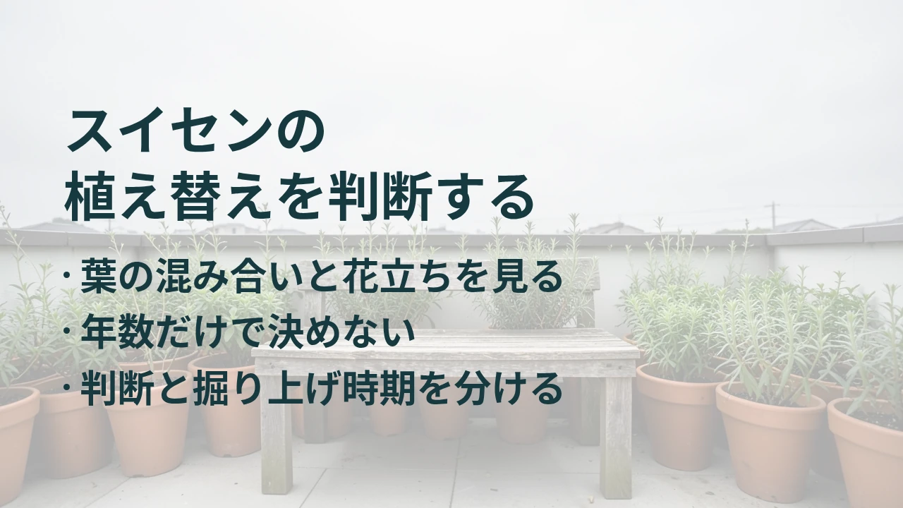 スイセンの 植え替えを判断する