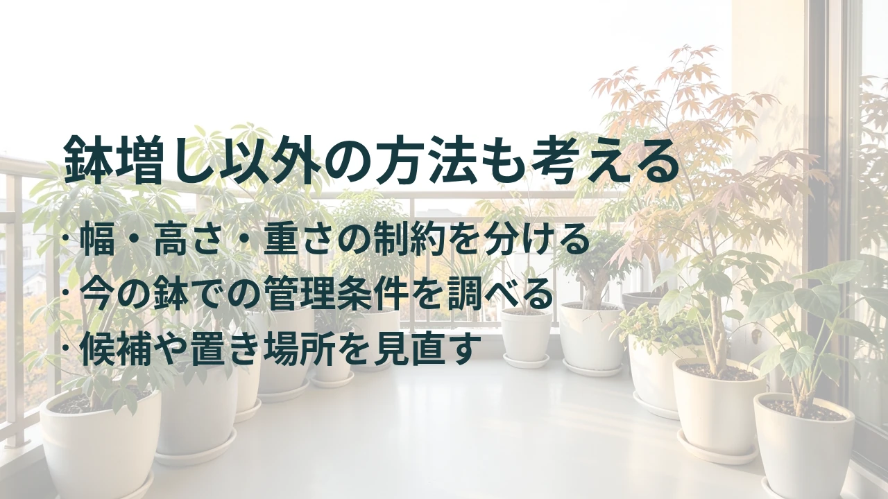 鉢増し以外の方法も考える