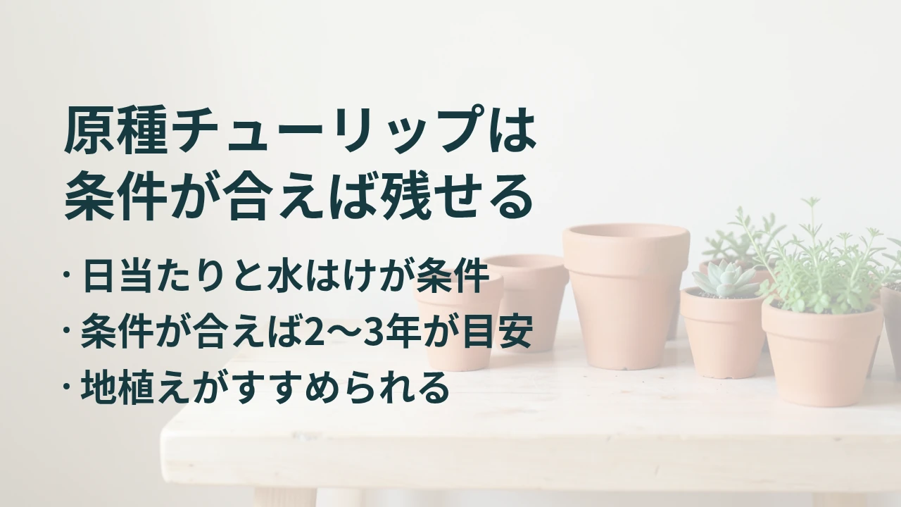 原種チューリップは 条件が合えば残せる