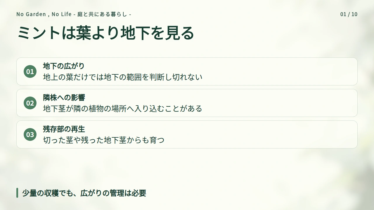 ミントの地植えはなぜ管理が難しくなるのかの要点と図解