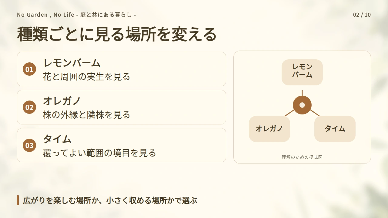 レモンバーム・オレガノ・タイムは広がりを許容できるかで選ぶの要点と図解