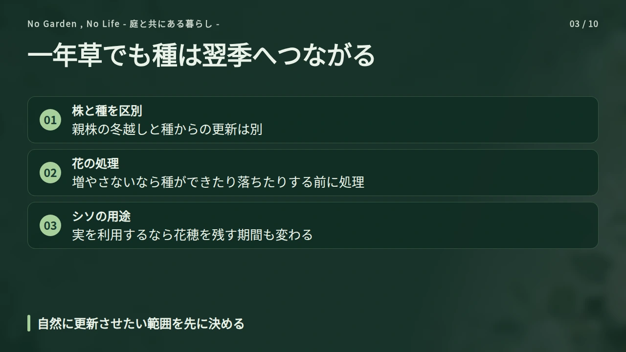 一年草のシソとジャーマンカモミールもこぼれ種に注意するの要点と図解