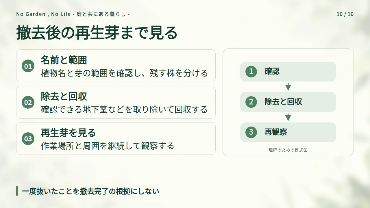 すでに増えたハーブは広がりの確認と再生芽の観察を続けるの要点と図解