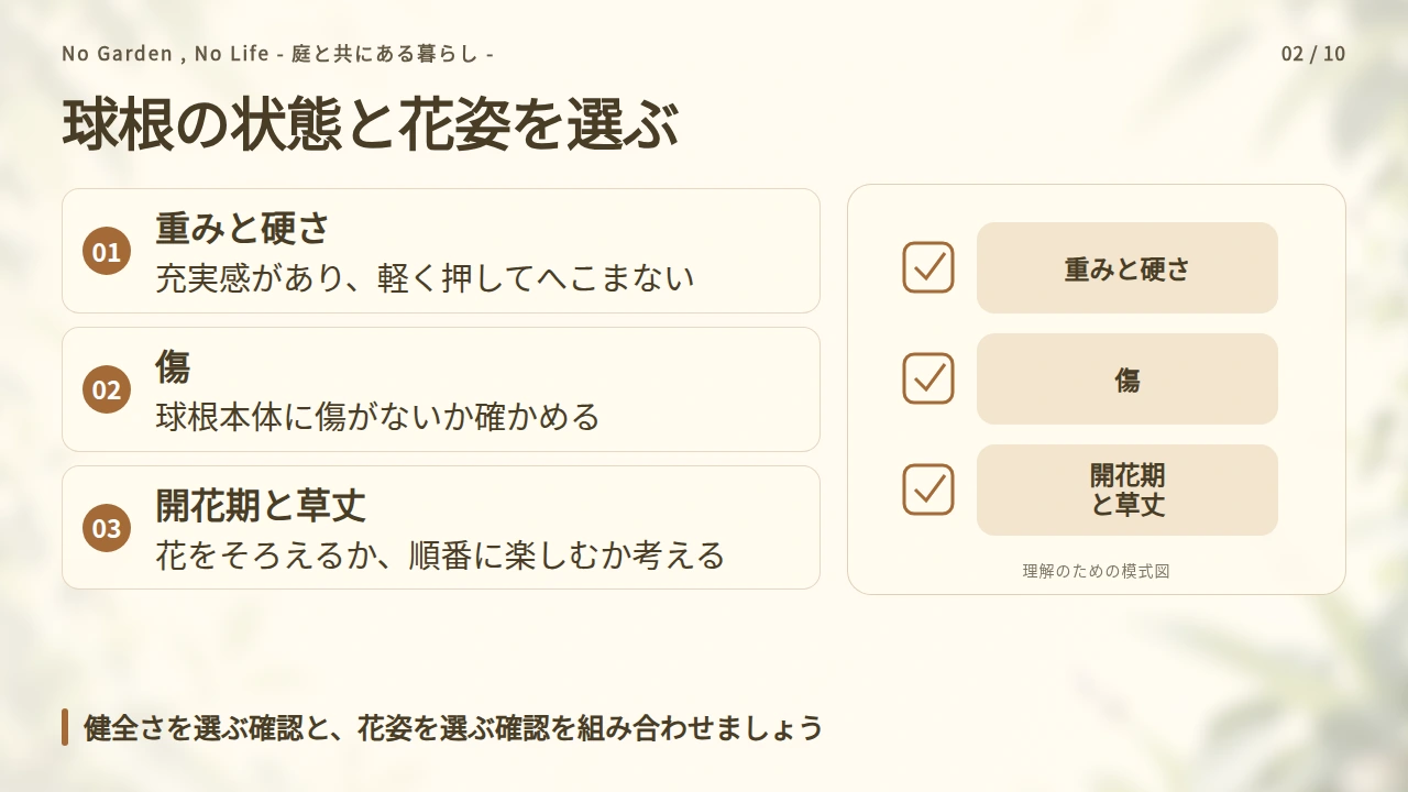 球根の状態と咲かせたい姿を見て選ぶの要点と図解